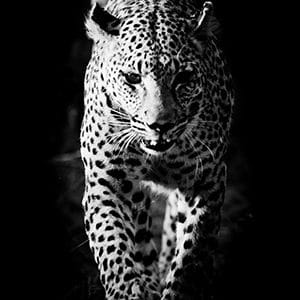 Approaching Leopard in Black & White