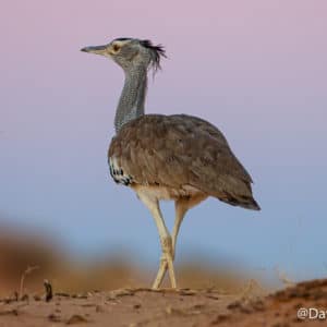 Kori Bustard