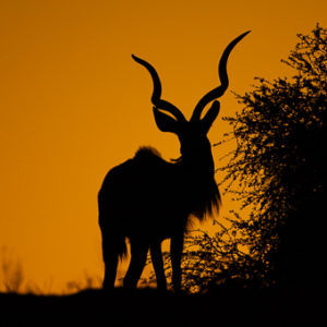 Sunset Kudu Silhouette
