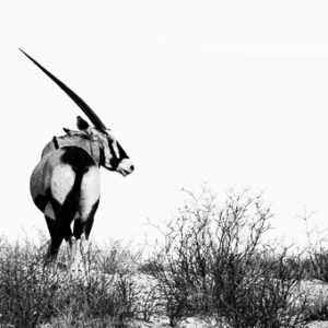 Gemsbok