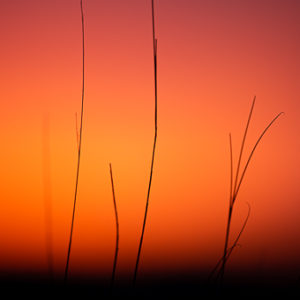 Sunset Grass