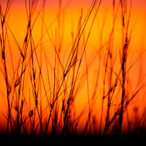 Sunset Grass