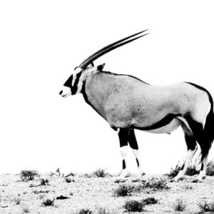 Black & White Gemsbok