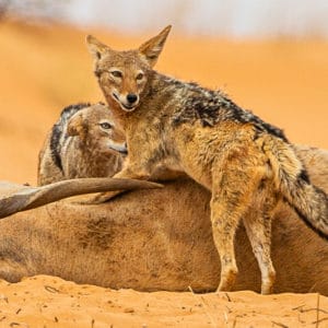 Jackals on Eland Carcass