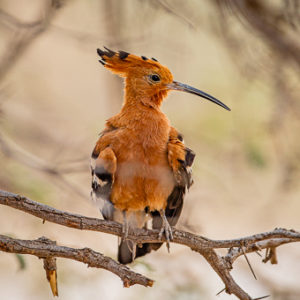 African Hoopoe