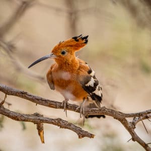 African Hoopoe (Right)