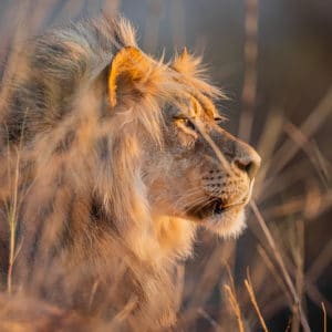 Wildlife