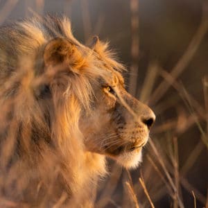 Young Male Lion (Right)