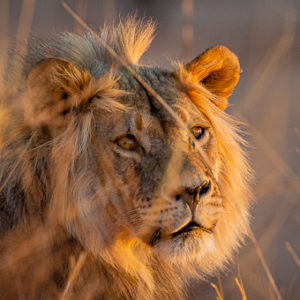 Young Male Lion