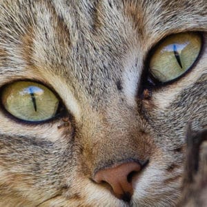 African Wildcat - Close Up