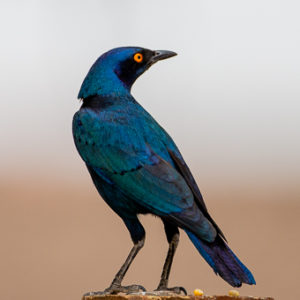 Glossy Starling