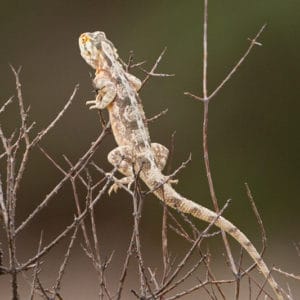 Agama Lizard