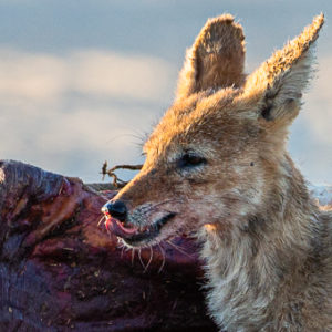 Bloodied Jackal