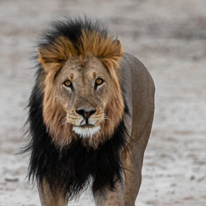 Black-Mained Lion