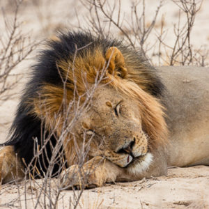 Sleeping Black-Mained Lion