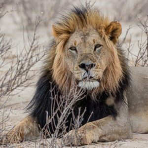 Black-Mained Lion