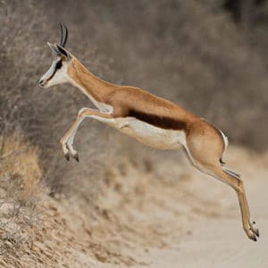 Leaping Springbok