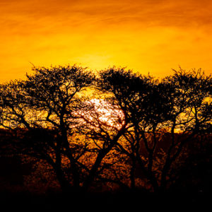 Sunset Tree