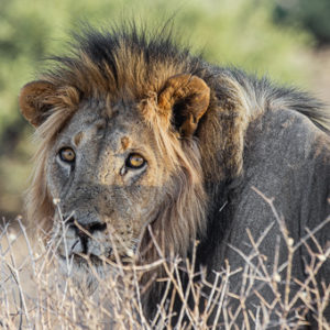Lion Staring