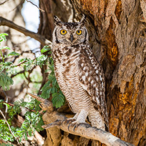 Spotted Eagle Owl